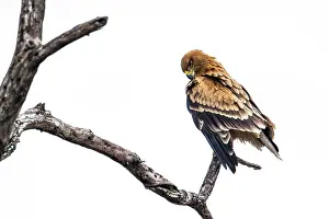 Zimbabwe: Wahlberg's Eagle in Kruger National park, South