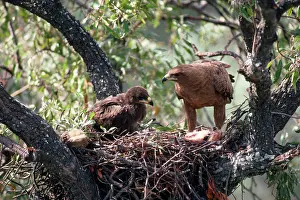 Wahlberg: Wahlberg's Eagle - at nest with chick