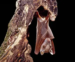 Wahlberg: Wahlberg's Epauletted Fruit Bat
