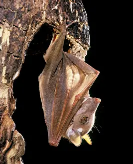 Wahlberg: Wahlberg's Epauletted Fruit Bat