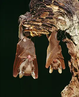 Wahlberg: Wahlberg's Epauletted Fruit Bat