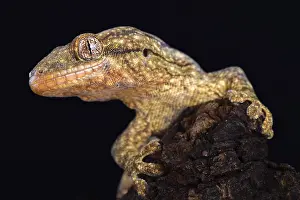 Velvet: The Wahlberg's velvet gecko (Homopholis wahlbergii
