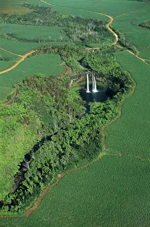 Encroachment: Wailua Falls and sugar cane, Kauai