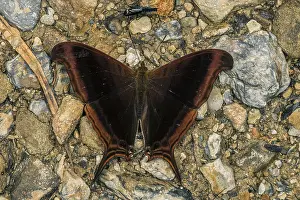 Risaralda: The Waiter butterfly (Marpesia zerynthia) Tatama