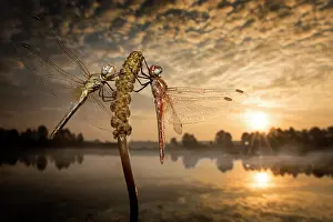 Odonate: Waiting for the kiss of the sun - two dragonflies