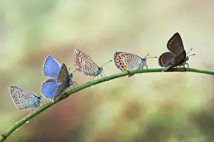 Takeoff: Waiting in line for the takeoff - five butterflies