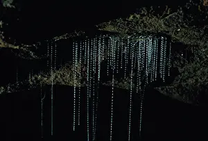 Larvae: Waitomo Glowworm Caves, New Zealand