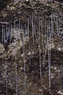 Larvae: Waitomo Glowworm Caves, New Zealand