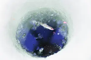 Tackle: Wakasagi caught in the frozen shumarinai lake, Hokkaido