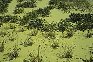 Cycling: Wakodahatchee Wetlands, Florida