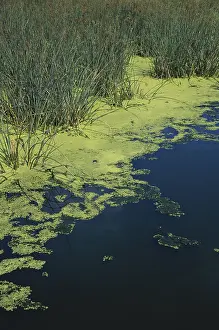Cycling: Wakodahatchee Wetlands, Florida