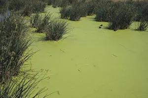 Cycling: Wakodahatchee Wetlands, Florida
