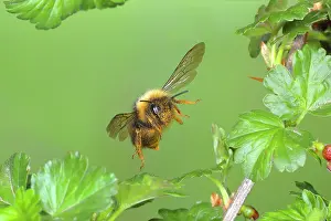Bombus: Wald-Kuckuckshummel (Bombus sylvestris), im Flug