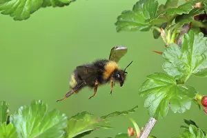 Bombus: Wald-Kuckuckshummel (Bombus sylvestris), im Flug