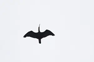 Waldrapp: Waldrapp flight