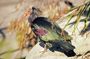 Eremita: WaldrappIs Bald / Northern Bald IBIS