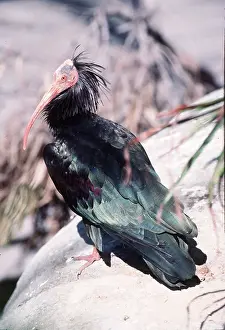 Ugly: Waldrapp's Bald / Northern Bald IBIS - standing on rock