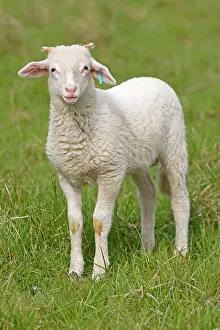 Lamb: Waldschaf (Landschafrasse) (domestic sheep breed)