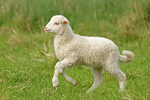 Lamb: Waldschaf (Landschafrasse) (domestic sheep breed)