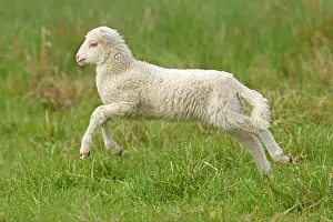 Lamb: Waldschaf (Landschafrasse) (domestic sheep breed)