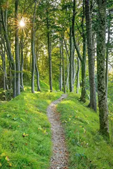 Book: Waldweg, Basel-Land, Switzerland, Europe