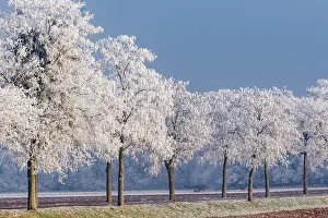 Sylvain Cordier: Walff, frosted trees
