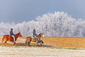 Sylvain Cordier: Walff, frosted trees, horse riding