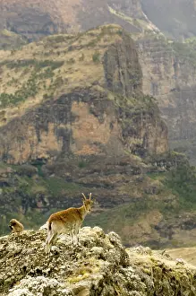Steinbock: Walia ibex and a Gelada baboon stand atop
