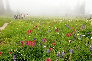 Paintbrushes: Walkers hiking through beautiful alpine wildflowers