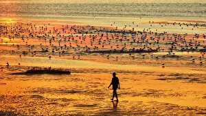 Seagulls: Walkers and seagulls, silhouettes on the beach