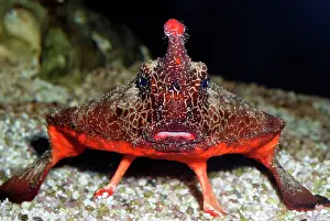 Batfishes: Walking Batfish / Toadfish