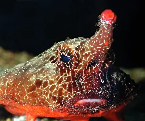 Batfishes: Walking Batfish / Toadfish