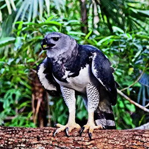 Restuccia: Walking around the Belize Zoo, Harpy Eagle