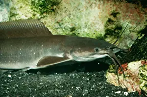 Catfishes: Walking CATFISH