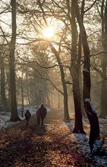 Surrey: Walking - decidious woodland in winter