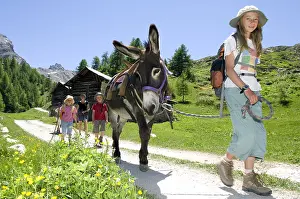 Asses: Walking with Donkey Cottage of Clapeyto Queyras Alps France