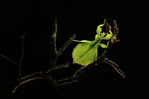 Tranch: Walking Leaf