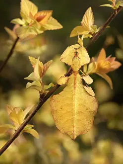 Giganteum: Walking Leaf Bug (Phyllium giganteum) hanging o