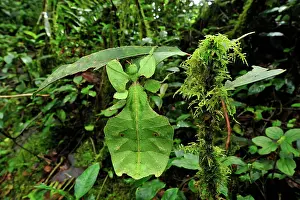 Walking Leaf / Leaf Insect - at the cloudforest