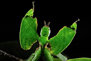 Phasmida: Walking Leaf / Leaf Insect - at the cloudforest