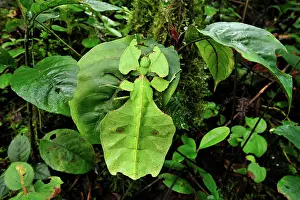 Phasmida: Walking Leaf / Leaf Insect - at the cloudforest