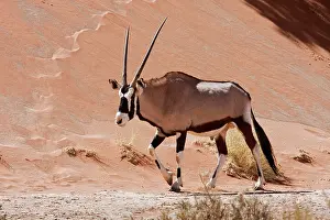 Gazella: Walking male Oryx (Oryx gazella), Namib