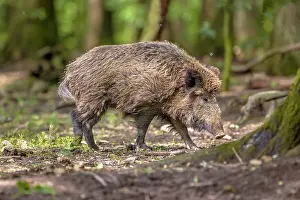 Shrubland: Walking male Wild Boar