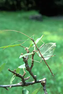 Stick: Walking Stick