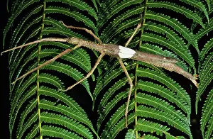 Walkingstick: Walking Stick (Acrophylla sp.)
