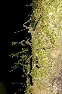 Blending: Walking Stick Insect