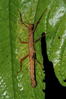 Trinidad: Walkingstick
