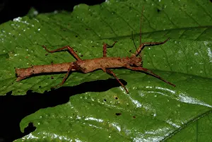 Trinidad: Walkingstick