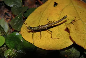 Trinidad: Walkingstick