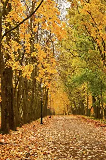 Walkway: Walkway in autumn park